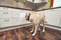 Naughty dog in home kitchen