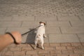 Naughty dog Jack Russell Terrier pulls the owner by the leash Royalty Free Stock Photo