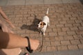 Naughty dog Jack Russell Terrier pulls the owner by the leash Royalty Free Stock Photo