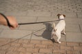 Naughty dog Jack Russell Terrier pulls the owner by the leash Royalty Free Stock Photo