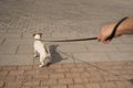 Naughty dog Jack Russell Terrier pulls the owner by the leash Royalty Free Stock Photo