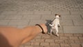 Naughty dog Jack Russell Terrier pulls the owner by the leash Royalty Free Stock Photo