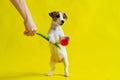 A naughty dog is jumping for a tulip in the studio on a yellow background. Funny puppy Jack Russell Terrier plays with