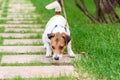 Naughty dog pulling leash sniffing something to eat from ground Royalty Free Stock Photo