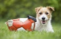 Naughty cute happy pet dog puppy smiling in the grass with his chewed ball Royalty Free Stock Photo