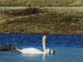 Naughty swan in the lagoon