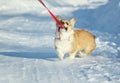 Naughty cute ginger puppy dog Corgi walks in the white snow on the road in the Park in winter and pulls the leash with his teeth