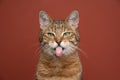 naughty cat sticking out tongue on red-brown background