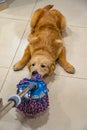 Naughty golden dog playing with the floor wiper