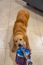 Naughty golden dog trying to grab the floor wiper