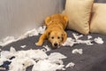 Mischief golden dog playing with white tissue papers on sofa Royalty Free Stock Photo