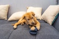Naughty golden retriever puppy biting shoes at living room