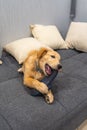 Naughty golden retriever puppy biting a slipper at living room