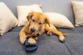 Naughty golden retriever puppy biting slippers and shoes at home