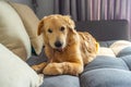 Naughty golden retriever dog chewing the rawhide bone on sofa Royalty Free Stock Photo