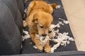 Naughty golden retriever puppy dog bite tissue paper on sofa Royalty Free Stock Photo