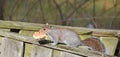 A Naughty Gray Squirrel with a Biscuit in its mouth