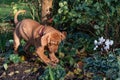 Naughty Hungarian Wirehaired puppy in the flower beds