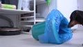 Naughty hungry dachshund turned over trash can with recyclable blue bag inside and crawled into it in search of food