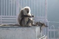 A mother monkey stealing cookies from tourist and her baby playing around on a grilled wall. Naughty animals concept