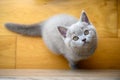 Naughty kitten sitting on wooden floor and looking up, lilac british shorthair cat, view from above