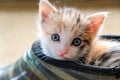 Little kitten in the Shoe
