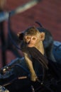 Naughty monkey Royalty Free Stock Photo