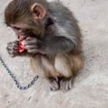 Naughty monkey eating