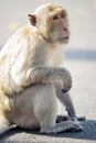 Naughty Monkey Royalty Free Stock Photo