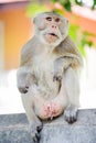 Naughty Monkey 5 Royalty Free Stock Photo