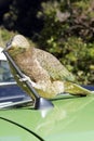 A Naughty Mountain Parrot Snacks on a Car