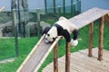 Naughty panda lay down the slipper ladder