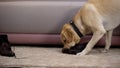 Naughty pedigreed dog chewing female owner shoes, pet misbehaving, discipline