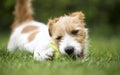 Playful pet dog puppy chewing a tennis ball Royalty Free Stock Photo