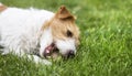 Naughty pet dog puppy chewing a toy ball Royalty Free Stock Photo