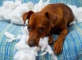 Naughty playful puppy dog after biting a pillow Royalty Free Stock Photo
