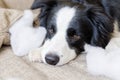 Naughty playful puppy dog border collie after mischief biting pillow lying on couch at home. Guilty dog and destroyed living room Royalty Free Stock Photo