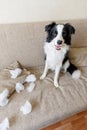 Naughty playful puppy dog border collie after mischief biting pillow lying on couch at home. Guilty dog and destroyed living room Royalty Free Stock Photo