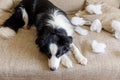 Naughty playful puppy dog border collie after mischief biting pillow lying on couch at home. Guilty dog and destroyed living room Royalty Free Stock Photo