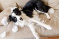 Naughty playful puppy dog border collie after mischief biting pillow lying on couch at home. Guilty dog and destroyed living room Royalty Free Stock Photo
