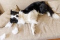 Naughty playful puppy dog border collie after mischief biting pillow lying on couch at home. Guilty dog and destroyed living room Royalty Free Stock Photo