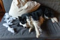 Naughty playful puppy dog border collie after mischief biting pillow lying on couch at home. Guilty dog and destroyed Royalty Free Stock Photo