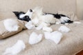 Naughty playful puppy dog border collie after mischief biting pillow lying on couch at home. Guilty dog and destroyed Royalty Free Stock Photo