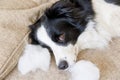 Naughty playful puppy dog border collie after mischief biting pillow lying on couch at home. Guilty dog and destroyed Royalty Free Stock Photo
