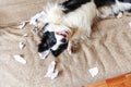 Naughty playful puppy dog border collie after mischief biting toilet paper lying on couch at home. Guilty dog and destroyed living