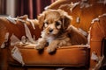 naughty playful puppy dog lying on couch at home