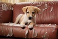 naughty playful puppy dog lying on couch at home