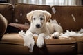 naughty playful puppy dog lying on couch at home