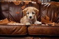 naughty playful puppy dog lying on couch at home