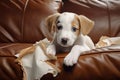 naughty playful puppy dog lying on couch at home